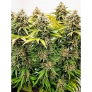 Zombie Feminized 33% ТГК